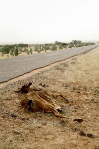 Dead cattle on the road to Arlit. A Greenpeace team is visiting the area searching for dangerous levels of radiation in the cities located close to two uranium mines owned by French company AREVA
