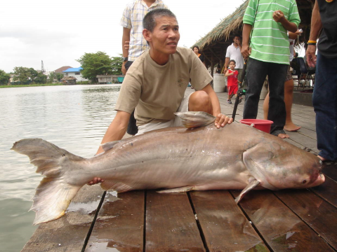 Mekong Giant Catfish, Photo: John Tom / http://johntom.wordpress.com/tag/carp/