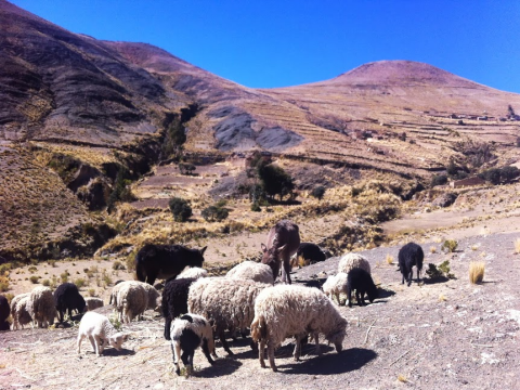 Sheep grazing, lower Lancaya. Photo: Sian Cowman.
