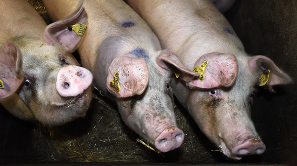Farming's shame: the unbelievable cruelty of Red Tractor Assured pig farming