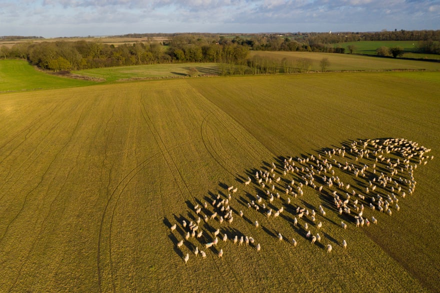 Sheep graze at Weston Park Farms in Hertfordshire. Credits: David Levene/The Guardian