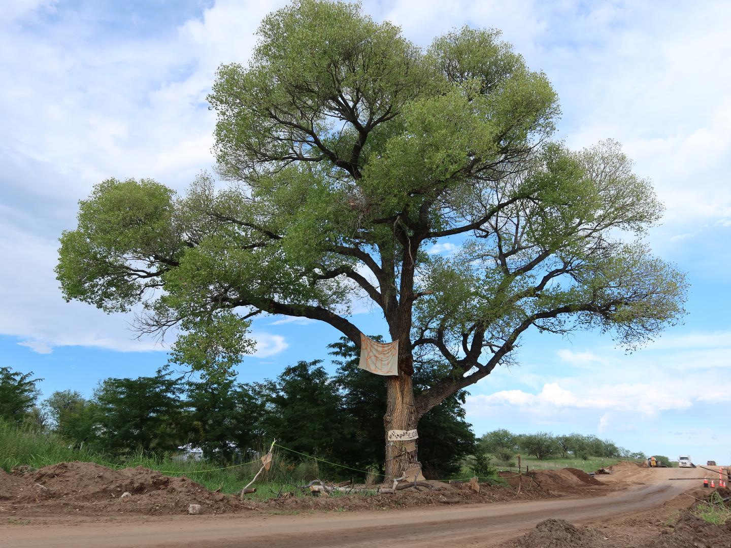 A tree