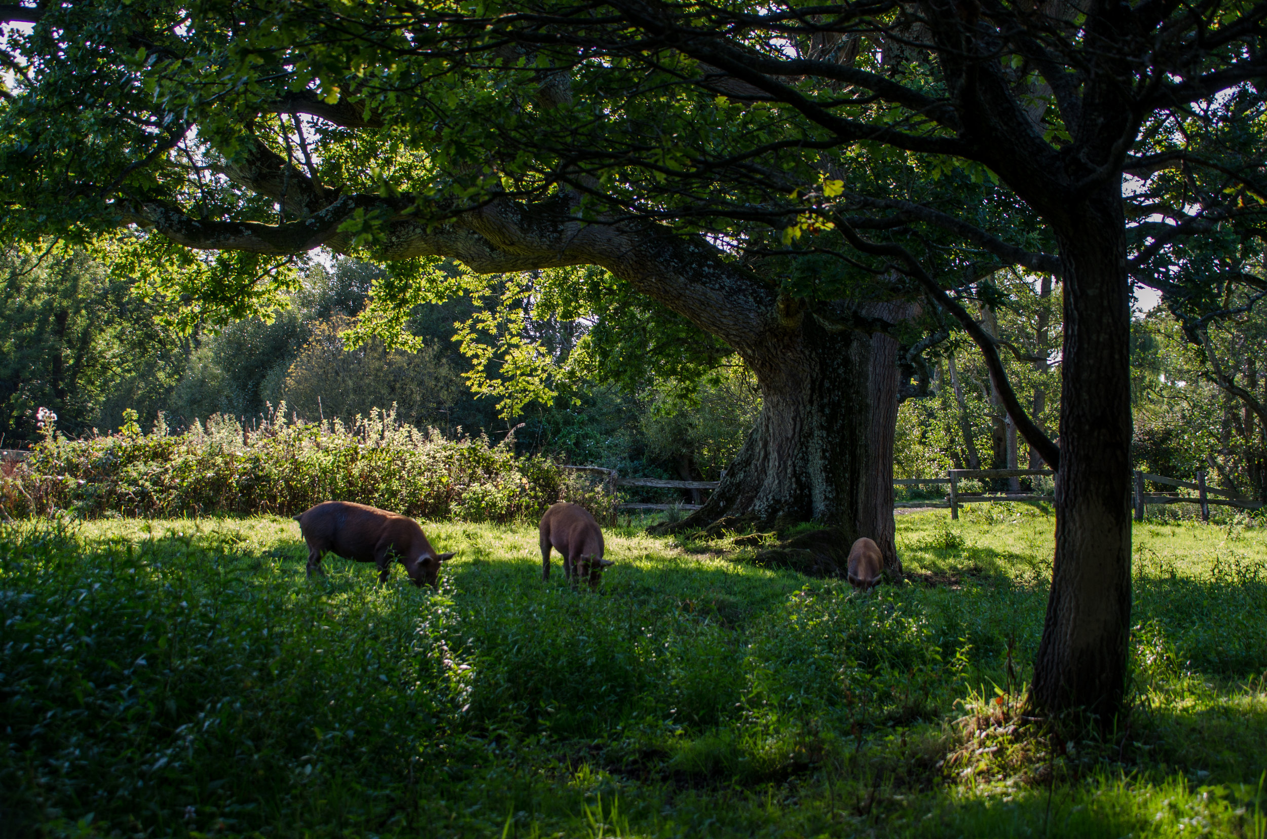 Knepp’s Tamworth pigs root through soil, creating food sources for turtle doves, the UK’s fastest declining species of bird. Credits: Knepp wildland