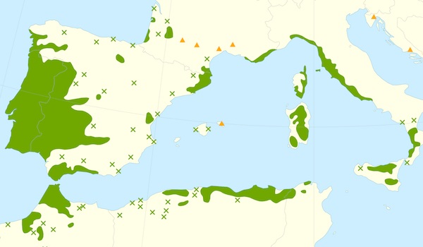 Distribution of Cork Oak in the Mediterranean