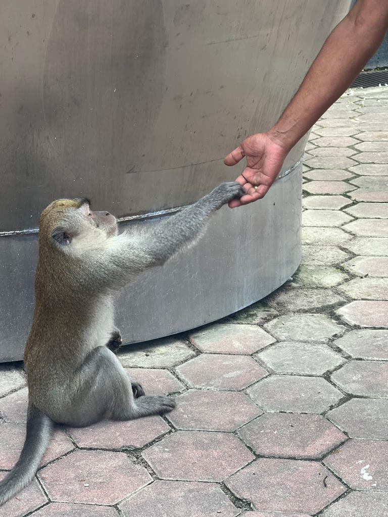 Man feeding a macaque
