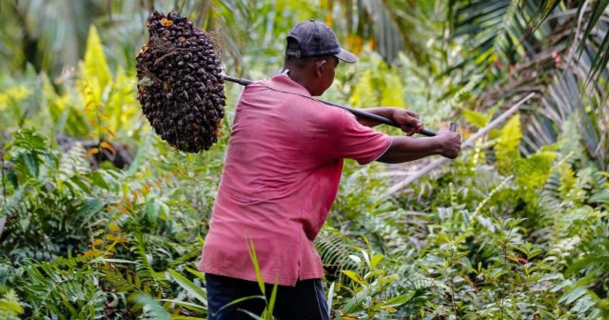  Palm  oil  deforestation and certification