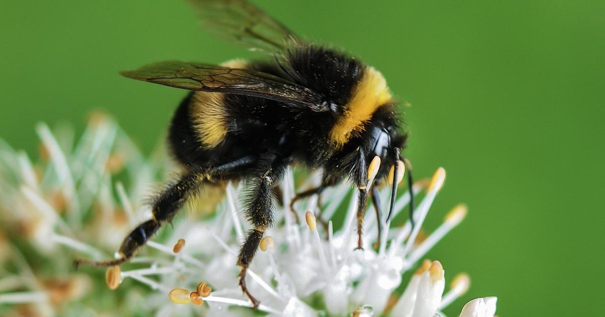 photo of New generation of pesticides can reduce bumblebee reproduction image