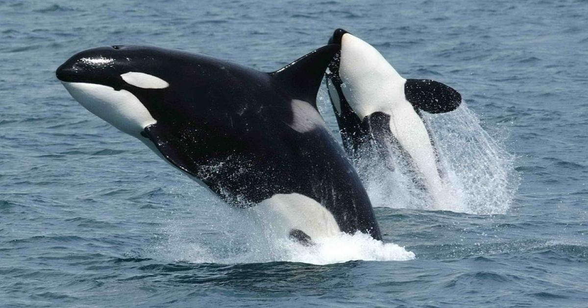 photo of PCB pollution threatens to wipe out killer whales image