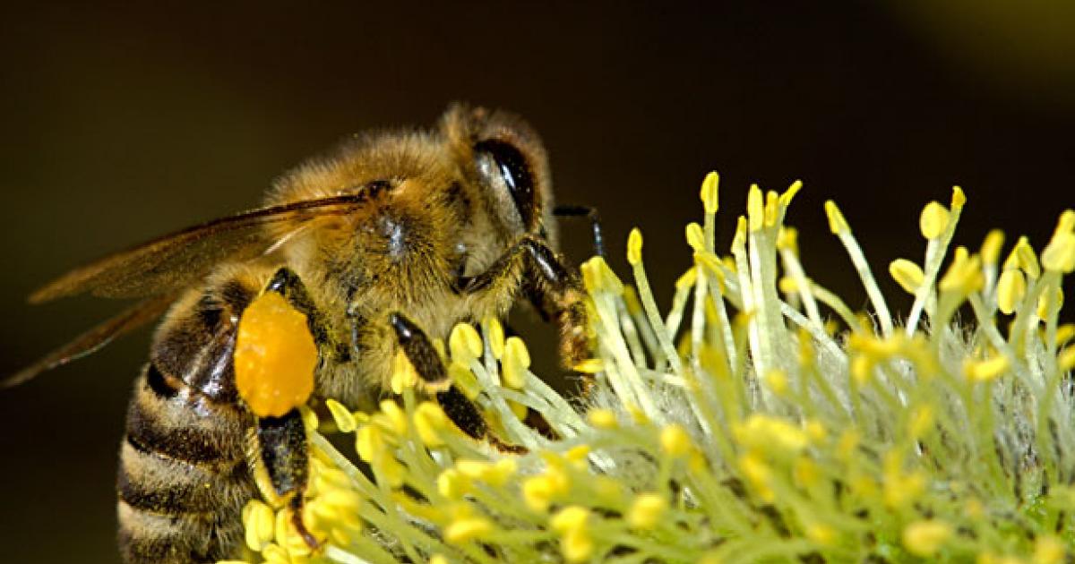 photo of Legal challenge to neonicotinoids image