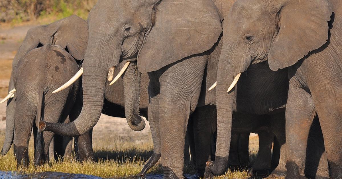 photo of High Court bid to quash landmark Ivory Act image