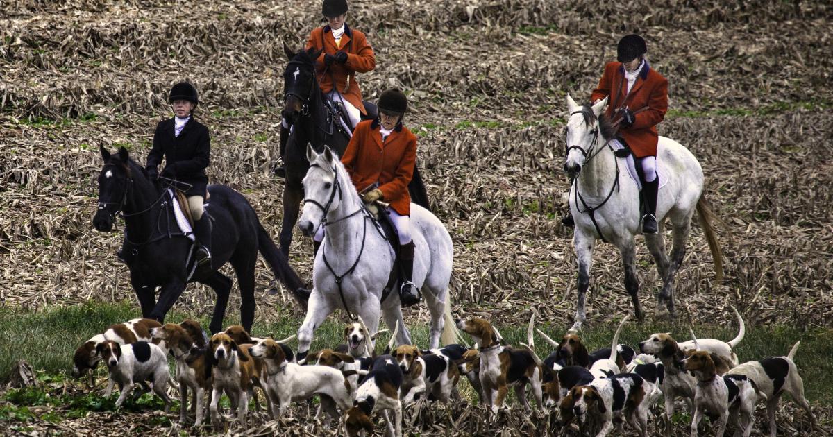 photo of Scale of fox hunting killing image
