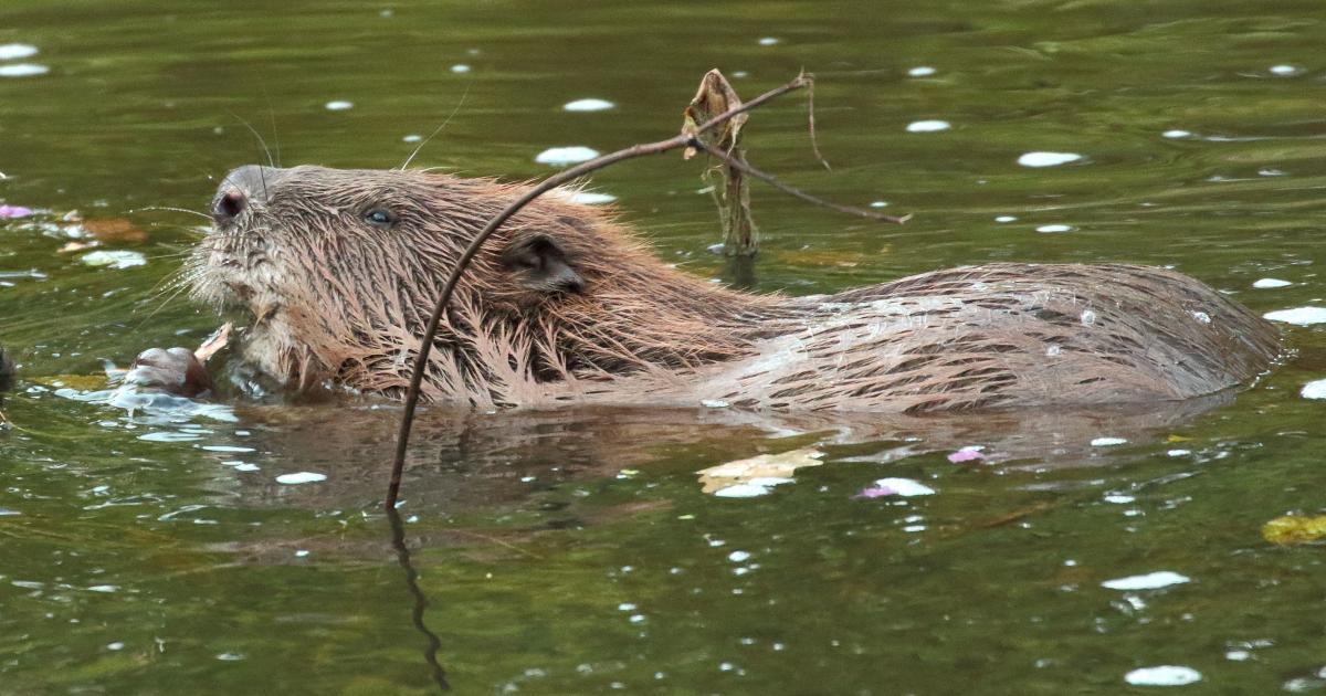 photo of Beaver reintroductions 'making a splash' image