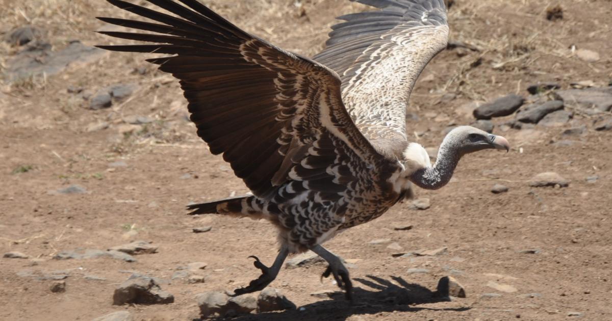 photo of Wildlife poisoning endangering vultures image