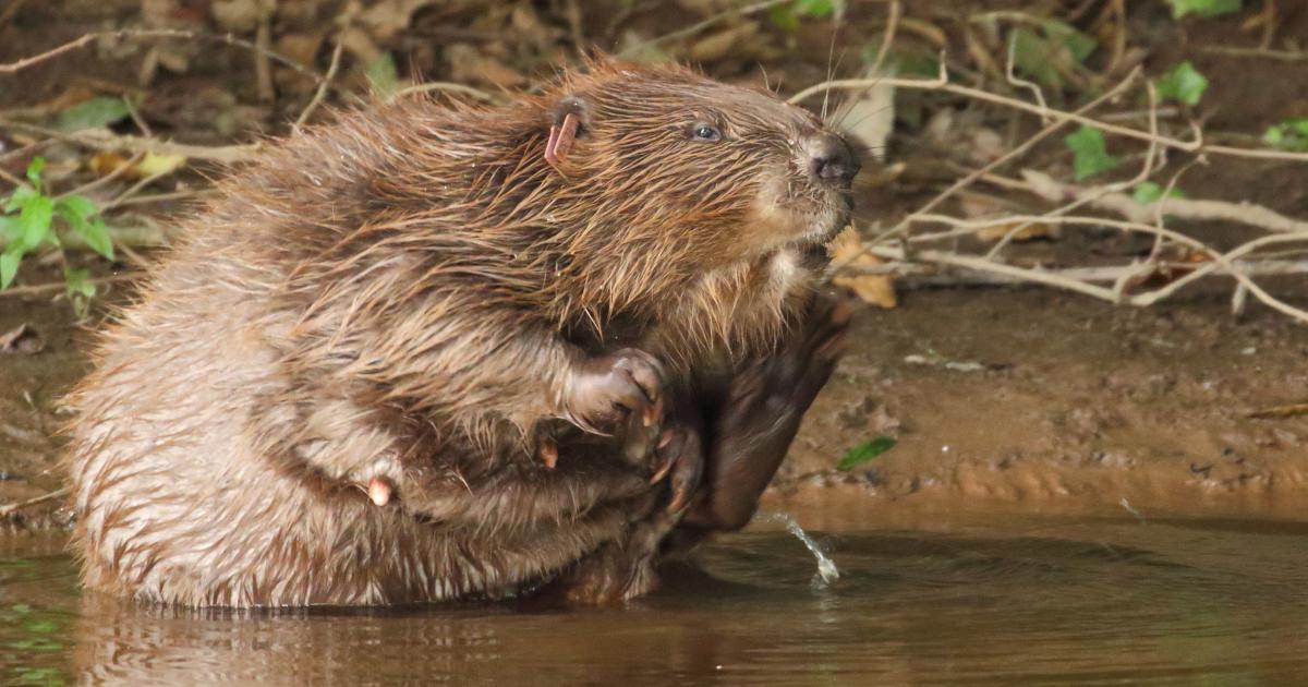 Beavers brought back to Britain get busy.