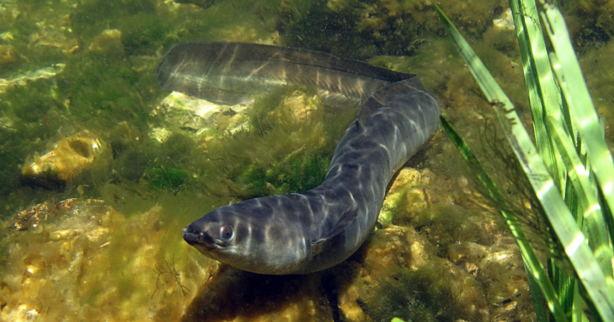 Protecting the European eel