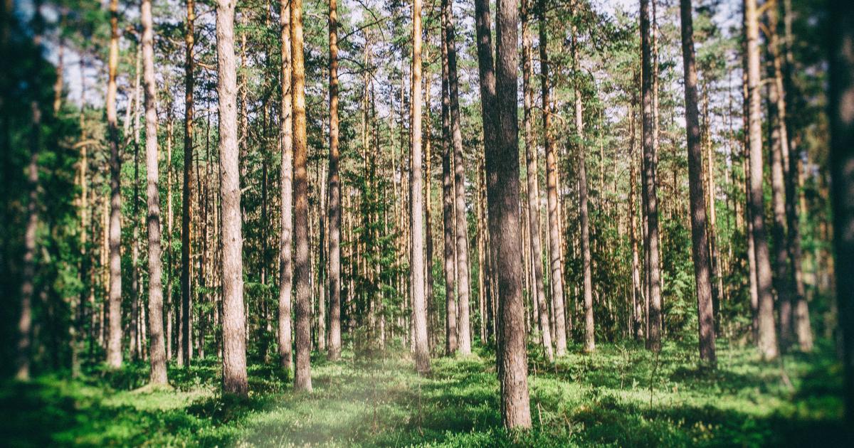 photo of Estonia rejects ‘climate centered’ forestry image