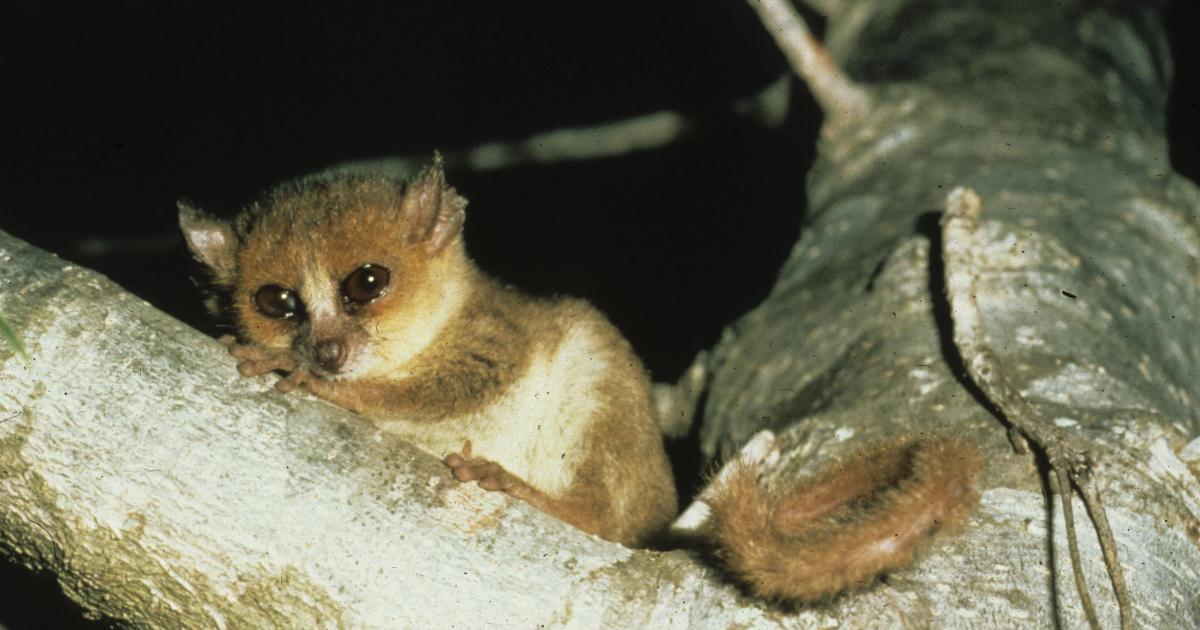 photo of Smallest primate now critically endangered image