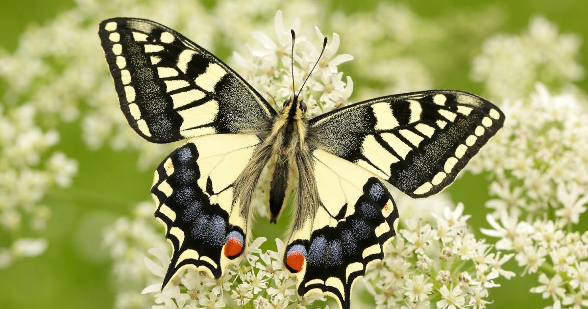 photo of Butterflies in UK hit by climate breakdown image