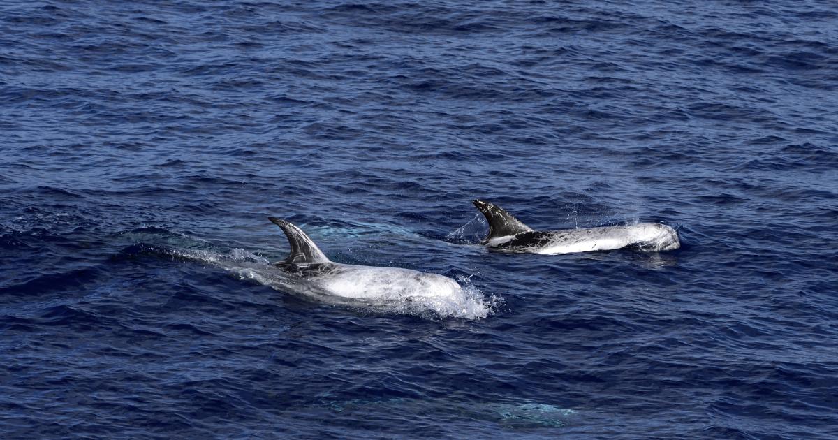 Endangered Whales Face Oil Threat