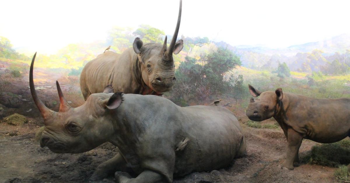 photo of Rising rhino poaching in South Africa image