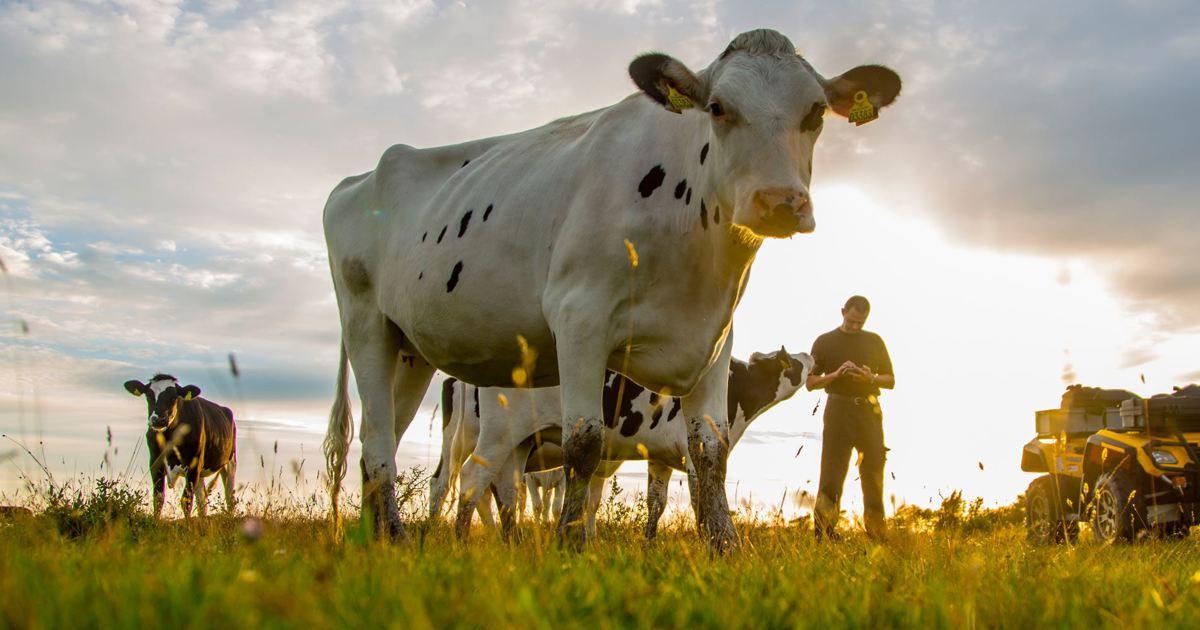 photo of Dairy giant Arla’s climate 'fairytale' image