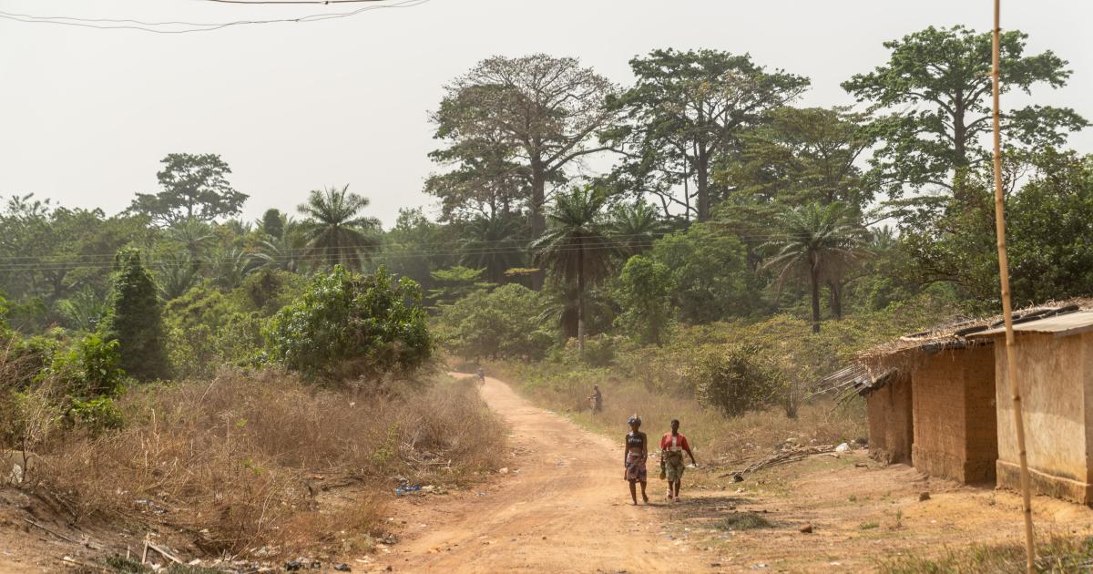 'All the cocoa trees will be destroyed'