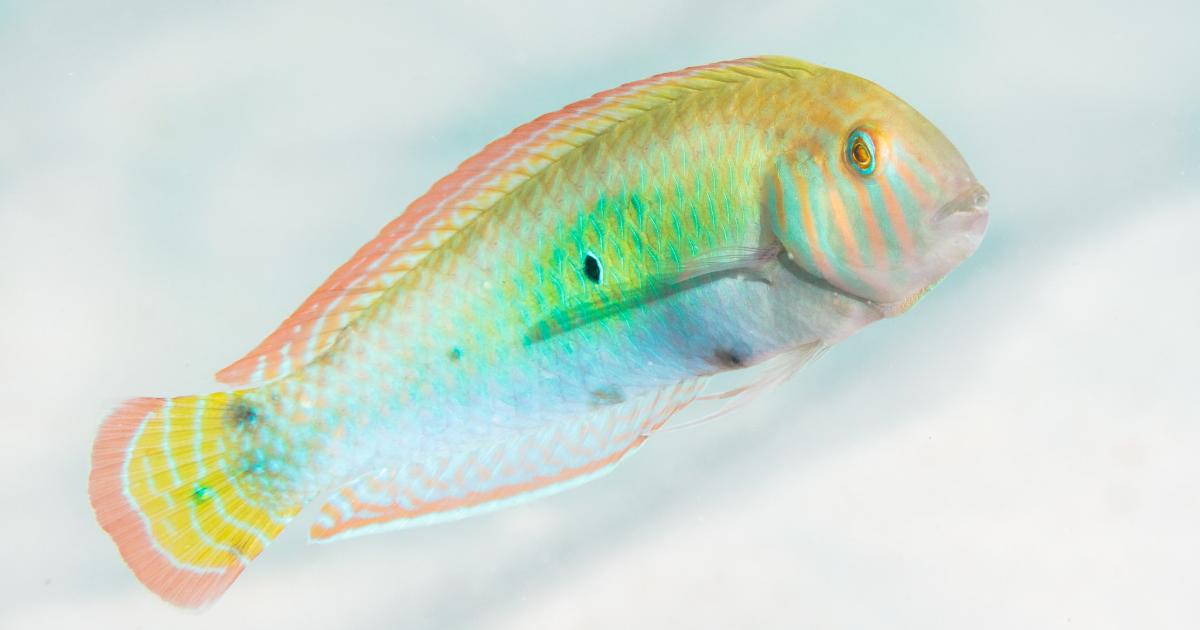 Queering conservation