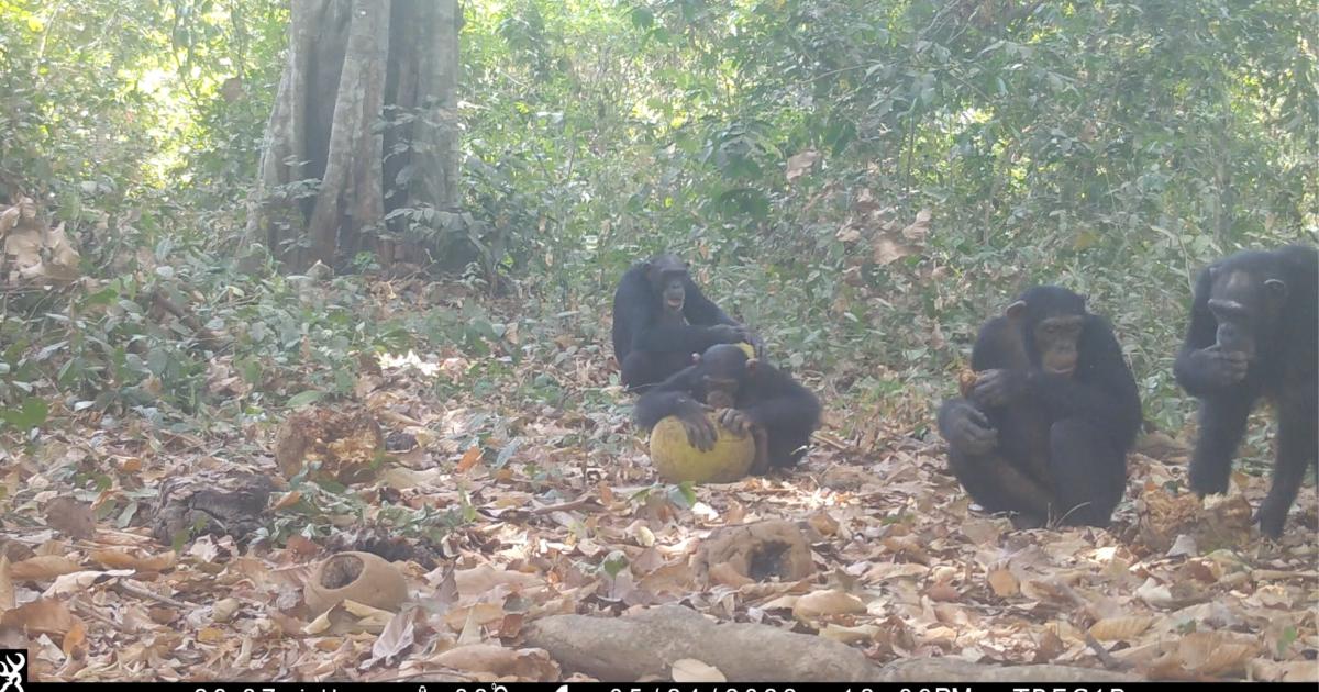 Chimps go wild on boozy fruit