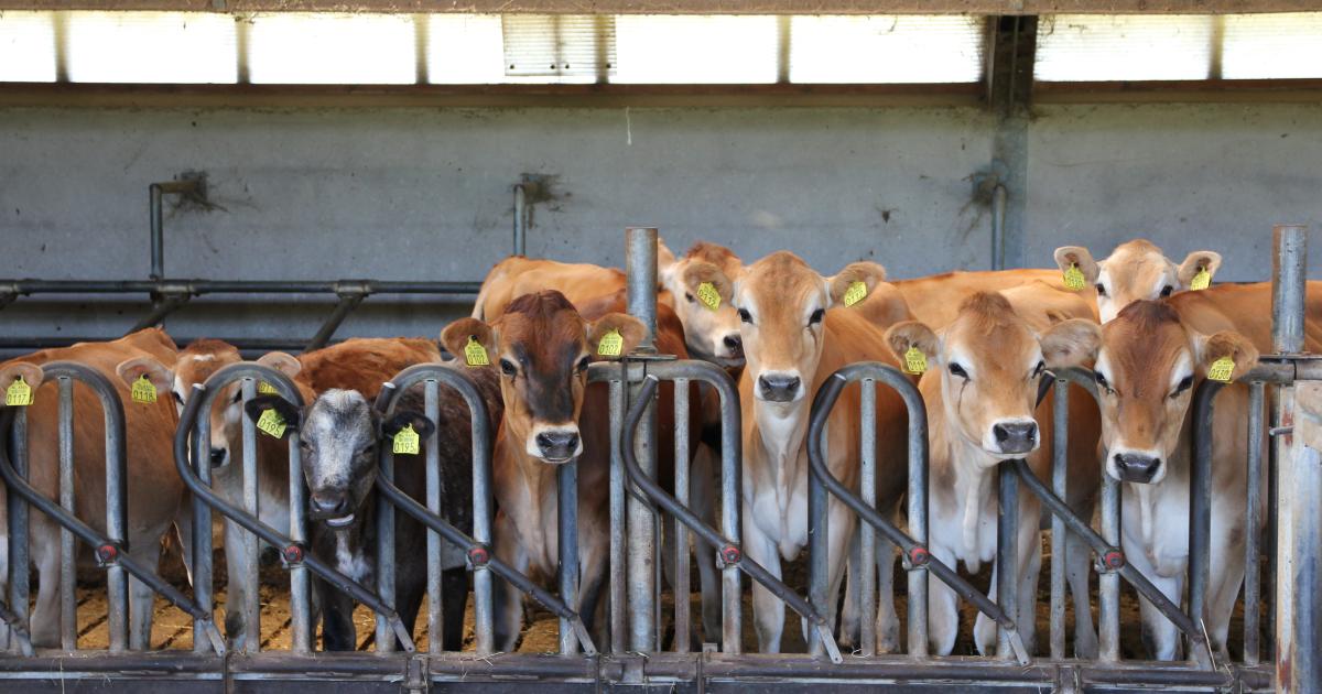 A million tiny cows