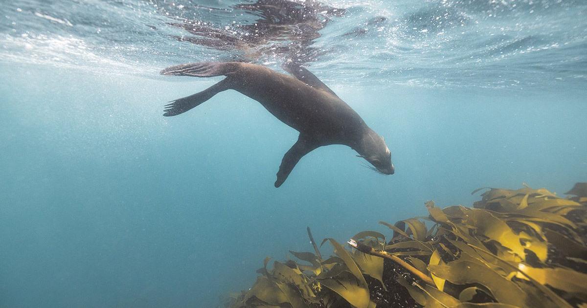 Rabies at sea