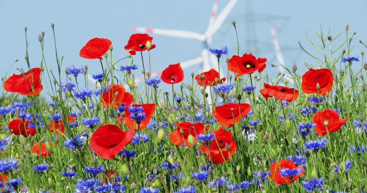 Climate triples heat deaths in Europe