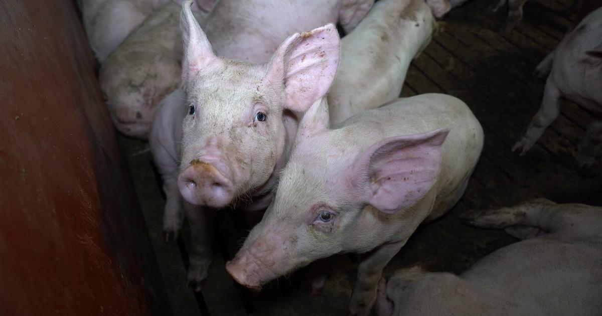 Pig farm horror exposed