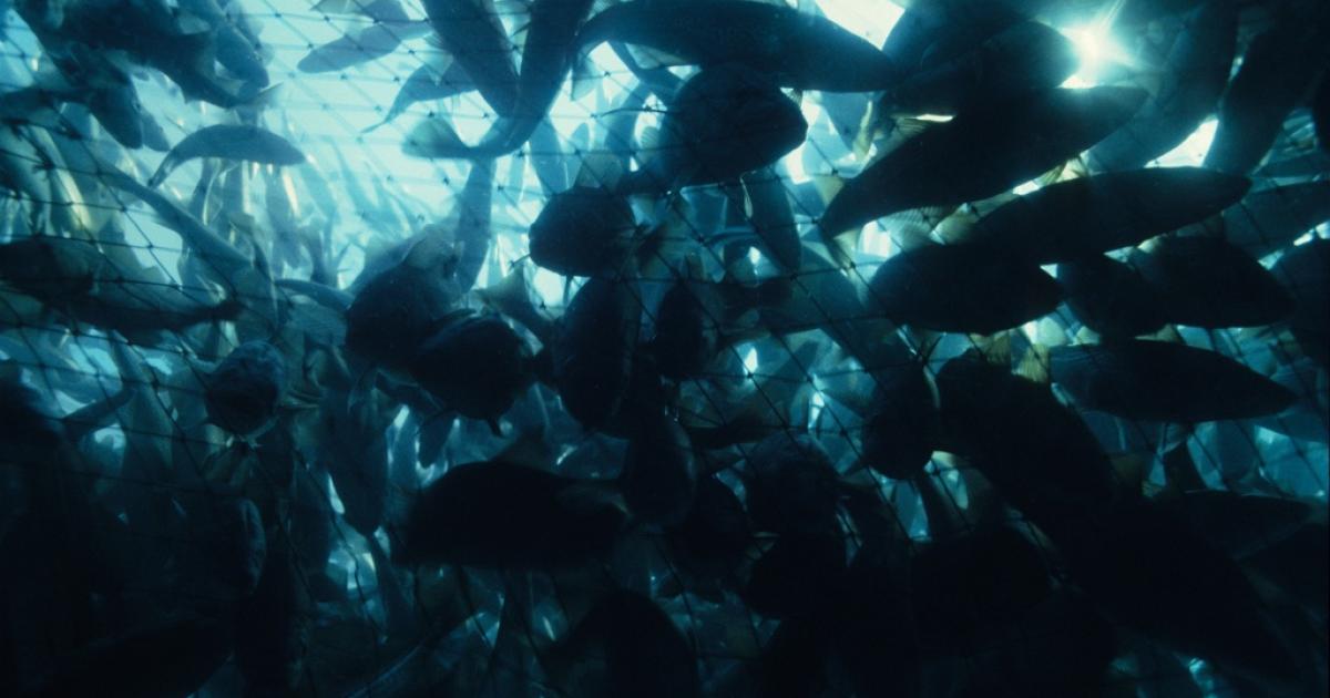 End of the line for cod?