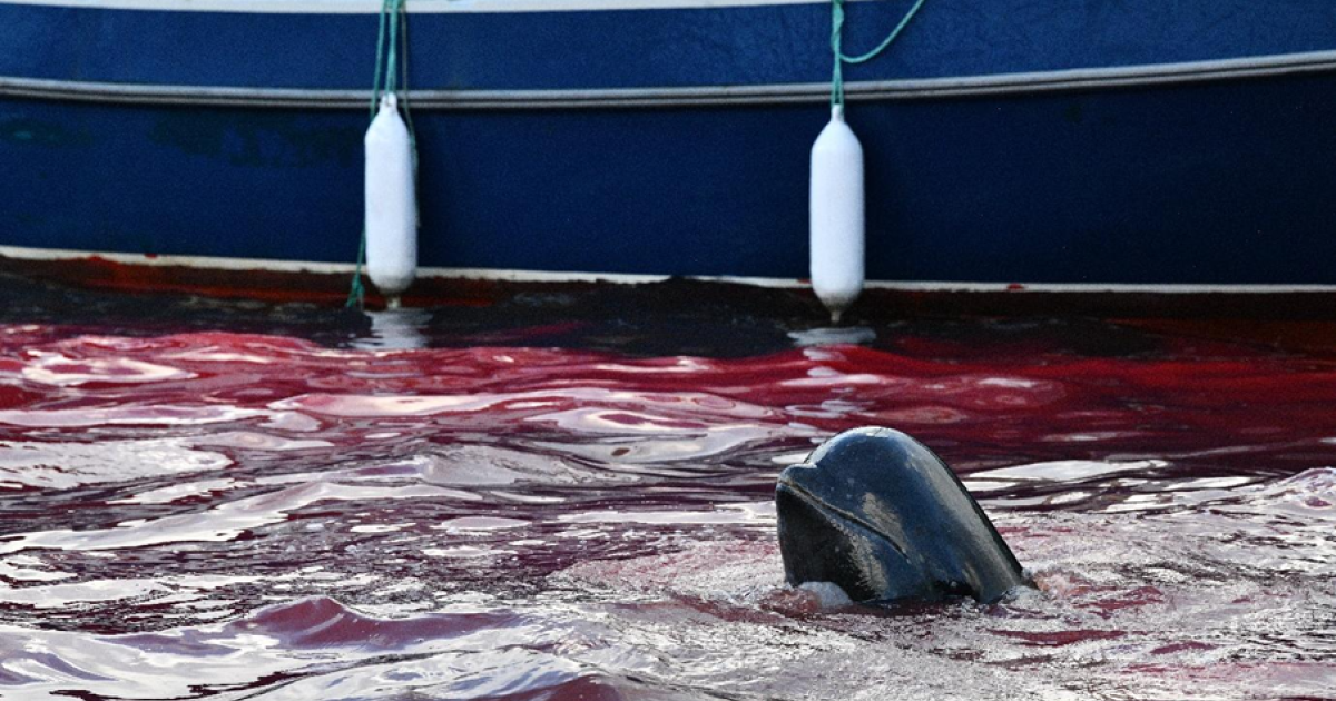 Ban dolphin hunt call