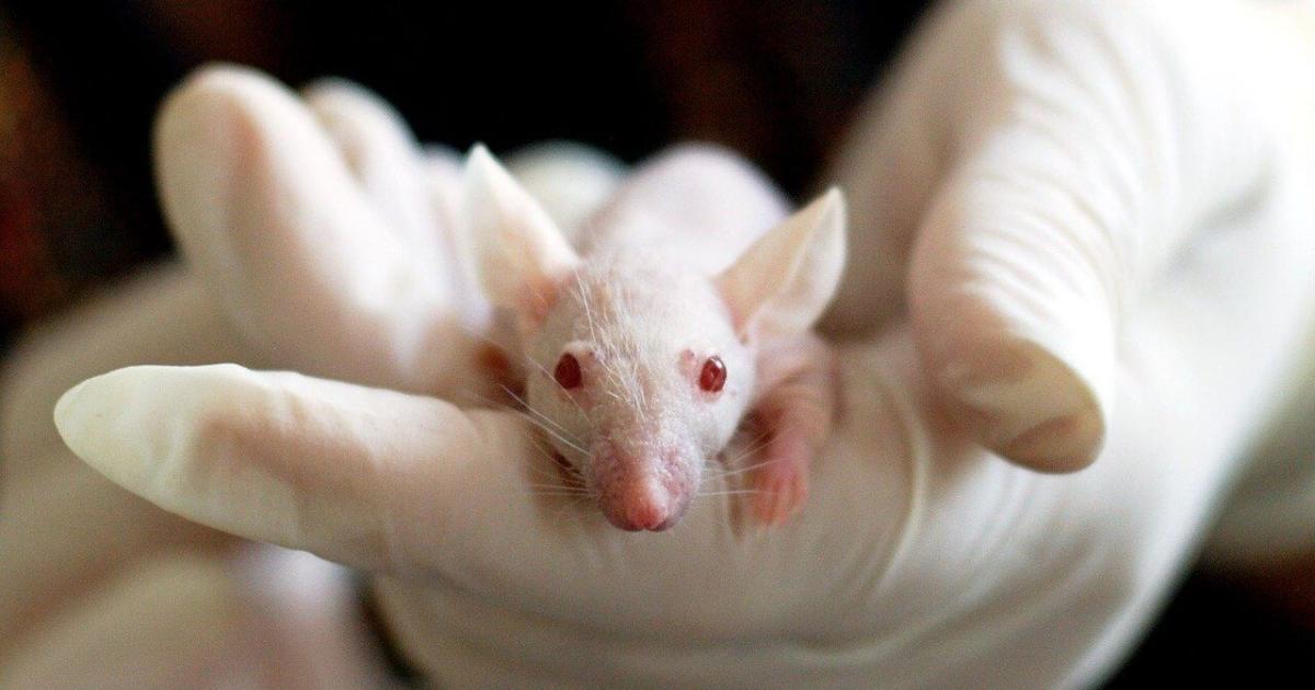 'We must end animal testing - and solve sepsis'