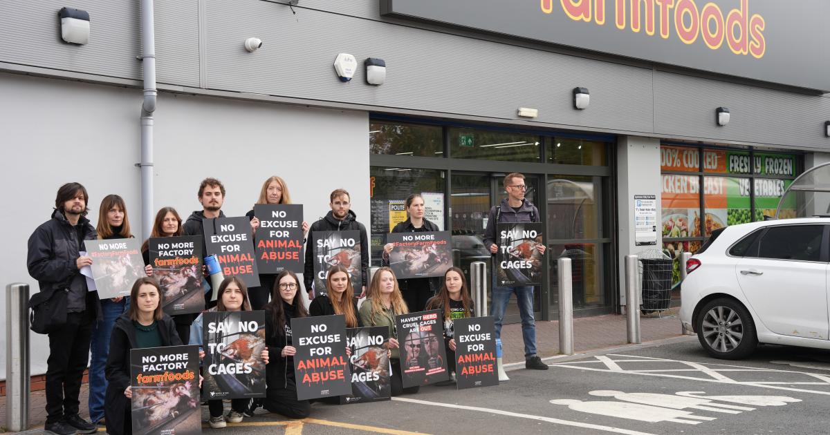 How to end factory farming