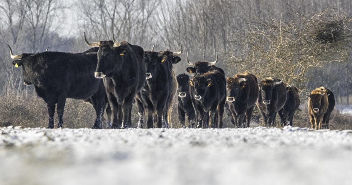 Lynx, beavers and aurochs return to Highlands