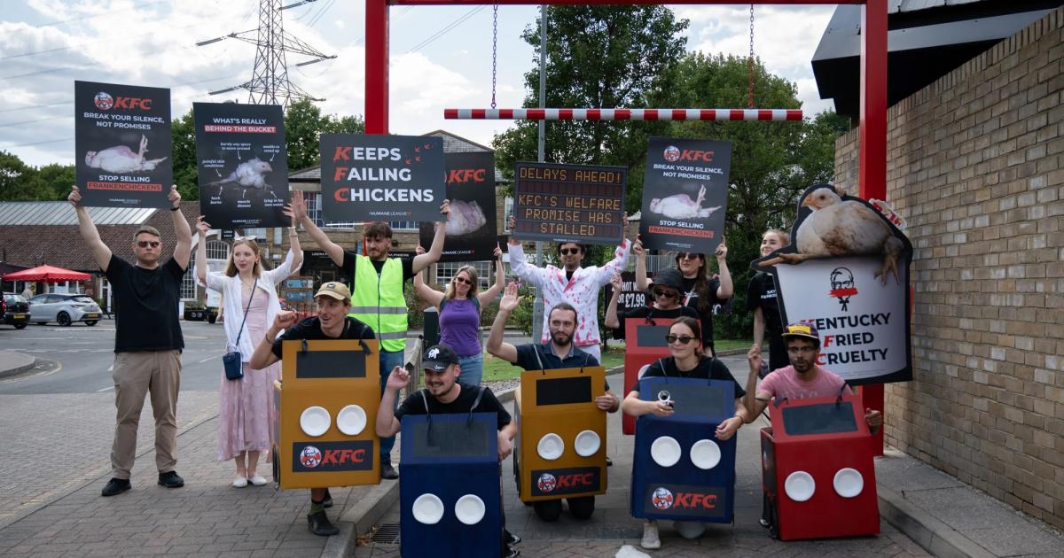 KFC chickens suffering 'on rise'