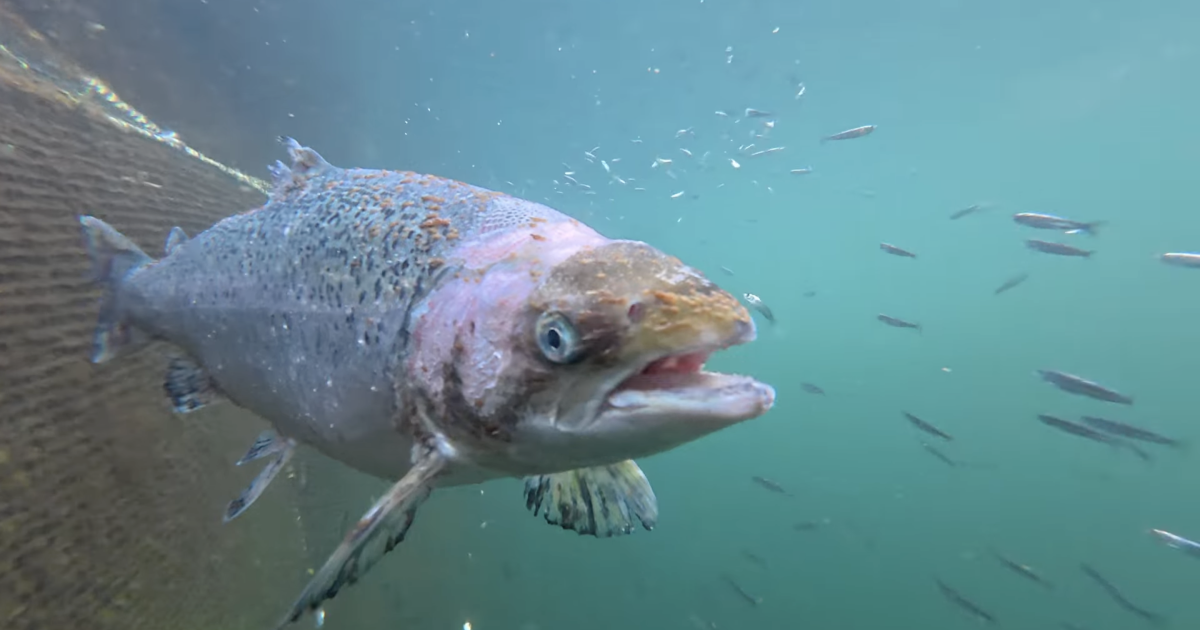 The hidden harm from salmon farming