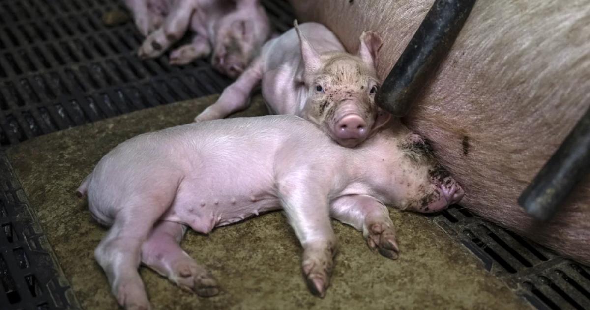 Animal rights and legal wrongs