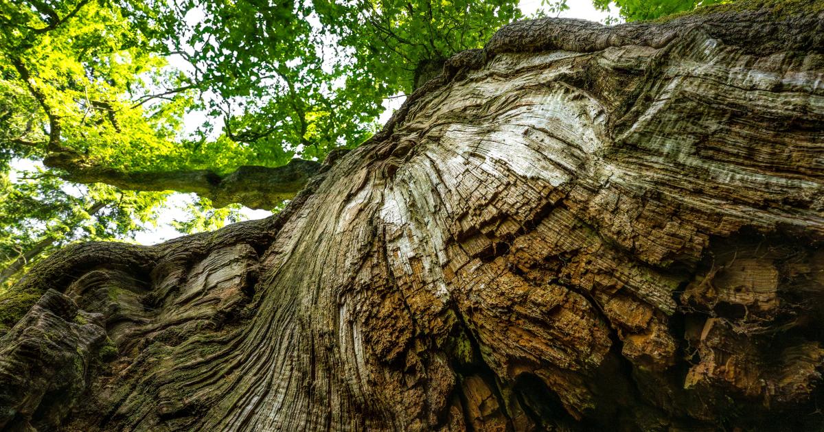 Oaks face 'slow burn' disaster