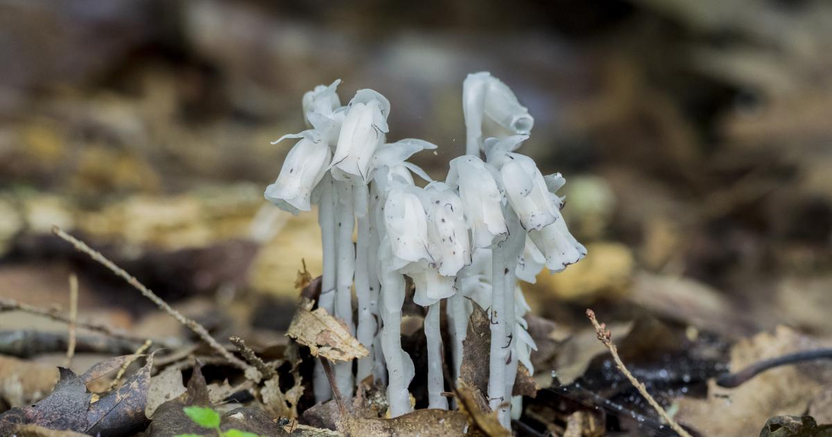 The power of fungal networks