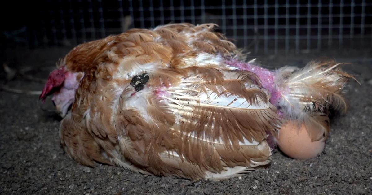 Paltry sales as shoppers shun cage eggs