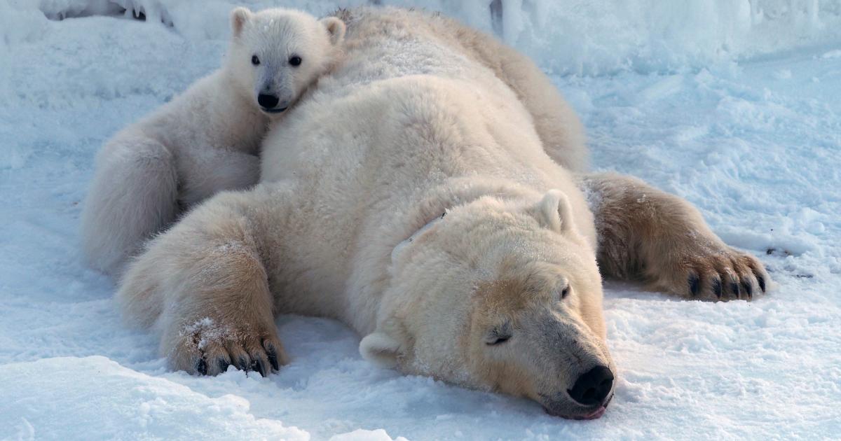 Rapid decline in Arctic sea ice