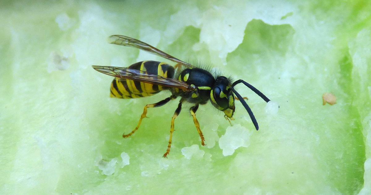 Are wasps losing their rhythm?