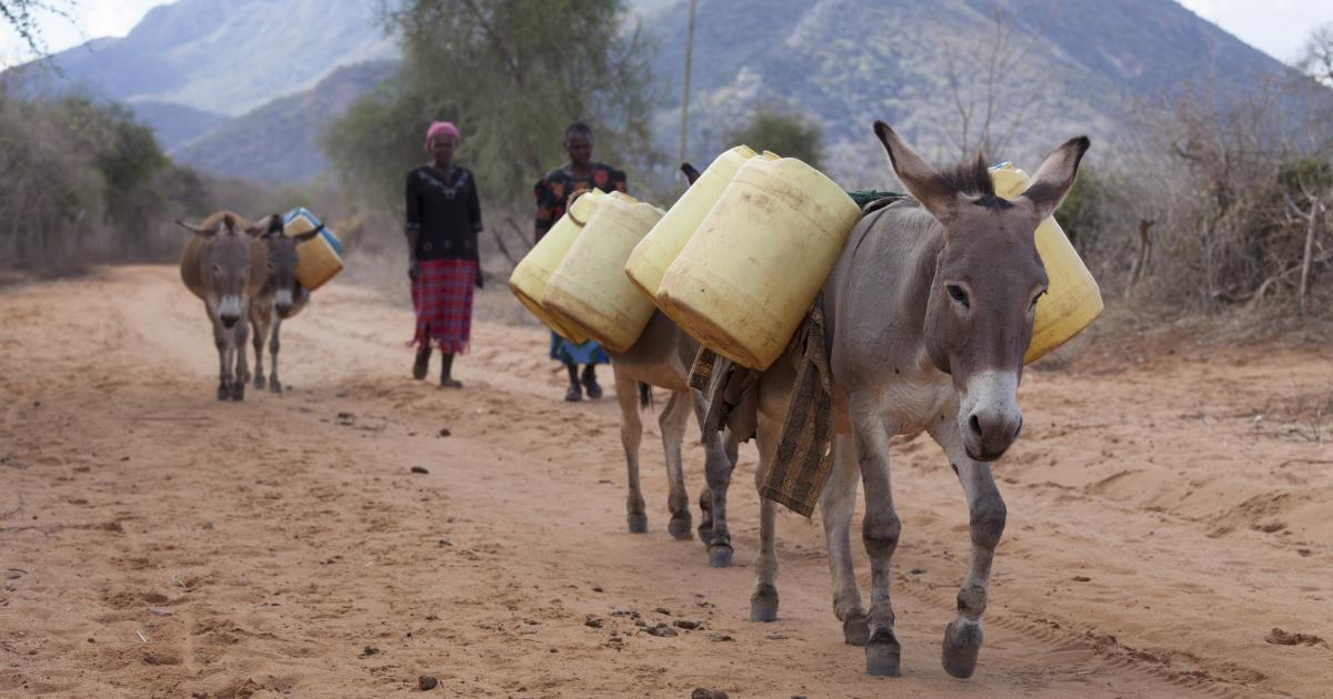 The 'voracious, clandestine' donkey skin trade