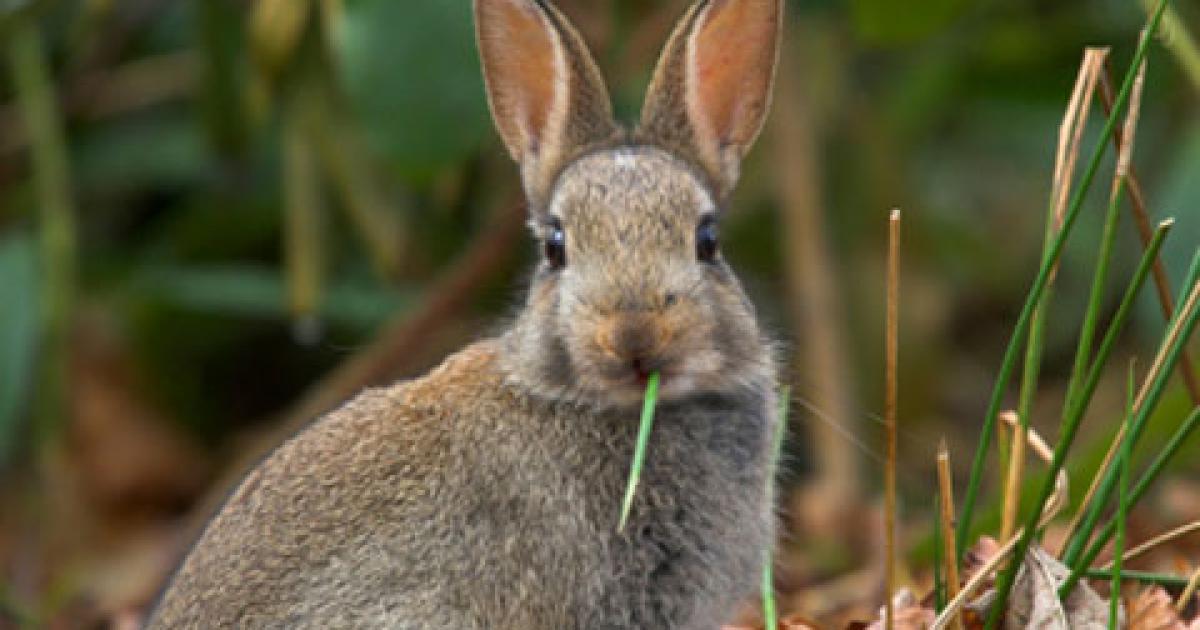 Invassive Rabbit Rabbits named Britain's most costly invasive species