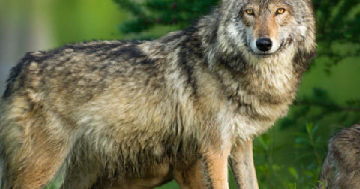 The great wolf debate: hunt them down or let them flourish?