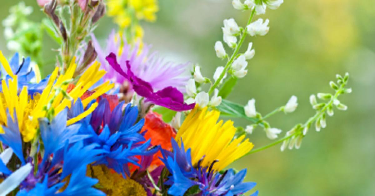 Why bees & biodiversity benefit from indigenous wildflowers