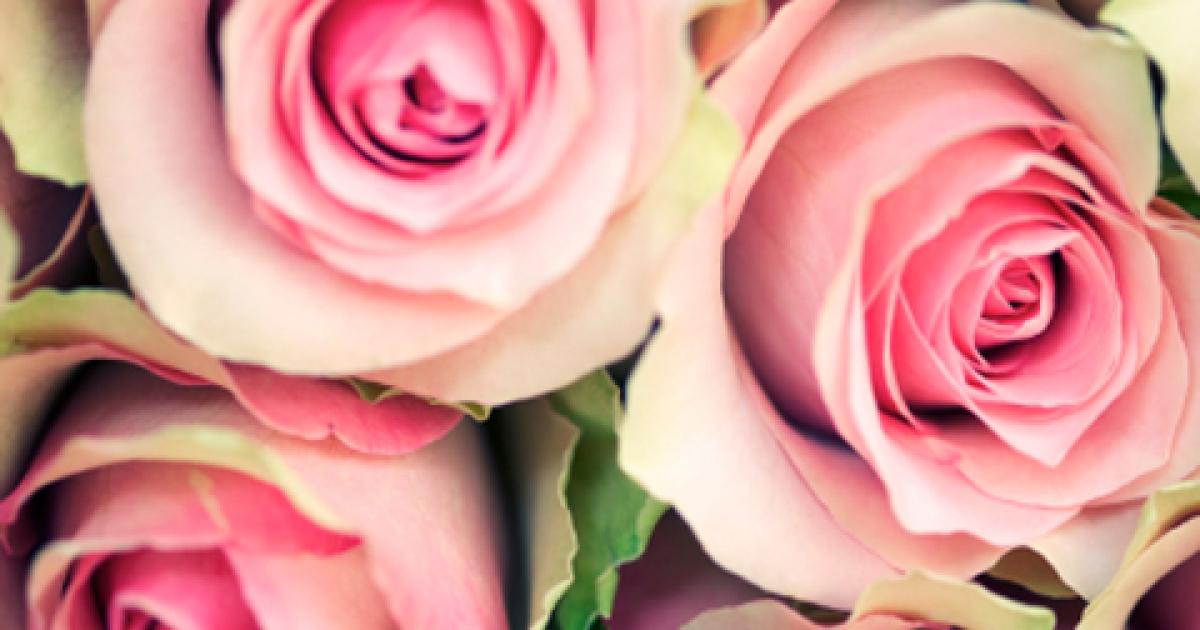 How to… buy cut flowers